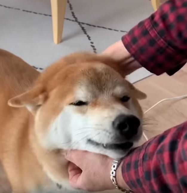 撫でられてうれしそうな柴犬