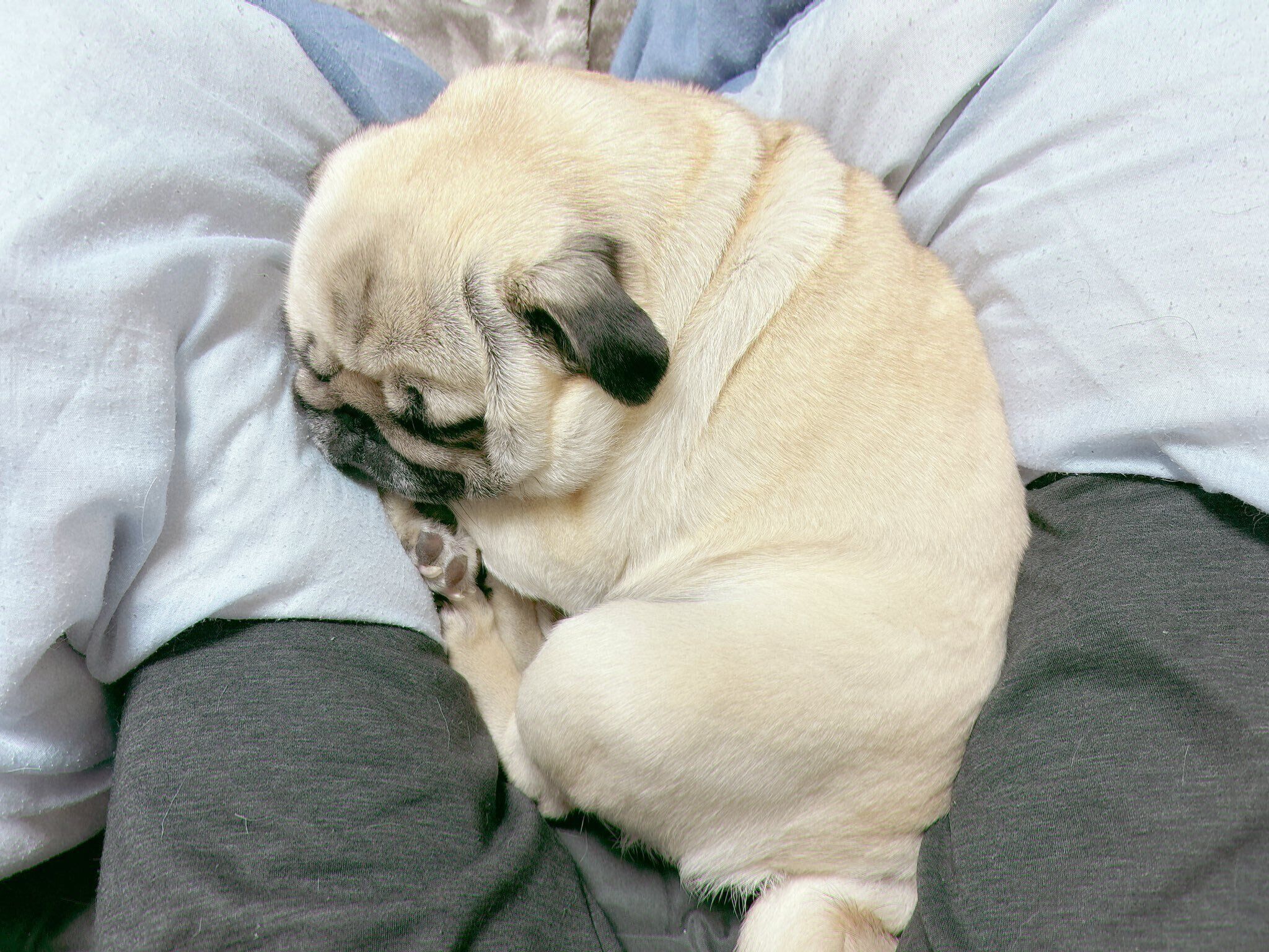 飼い主さんの足の間で眠るむむくん