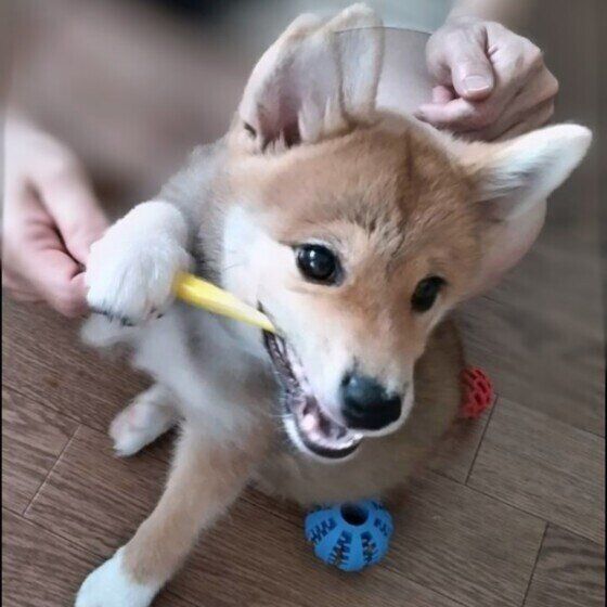 歯みがきをする柴犬