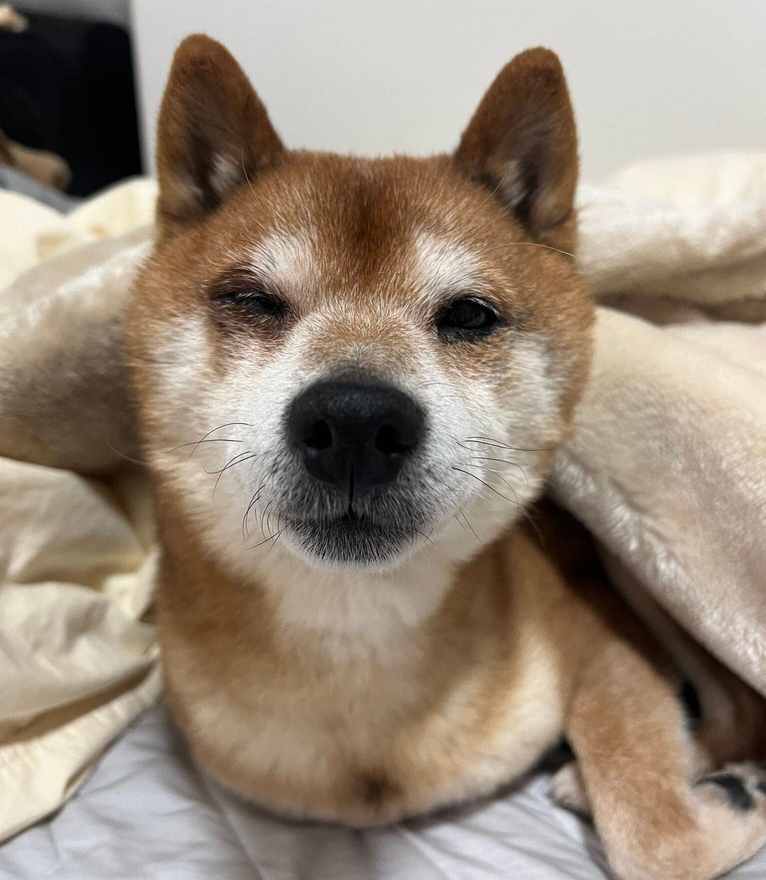 初めてお布団に入ってくれた日のたぬ吉くん。