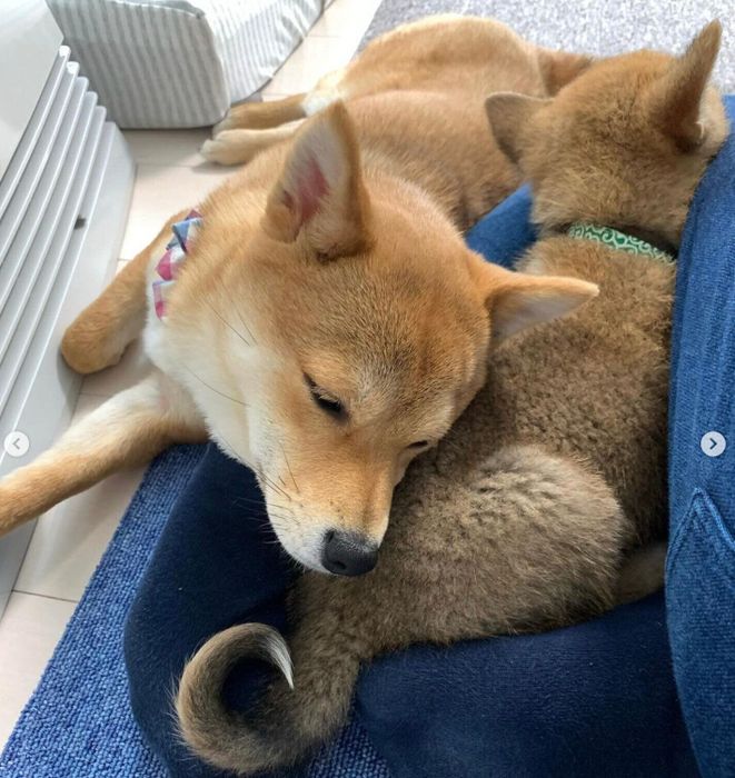 くっつく姉犬・福ちゃん、富くん