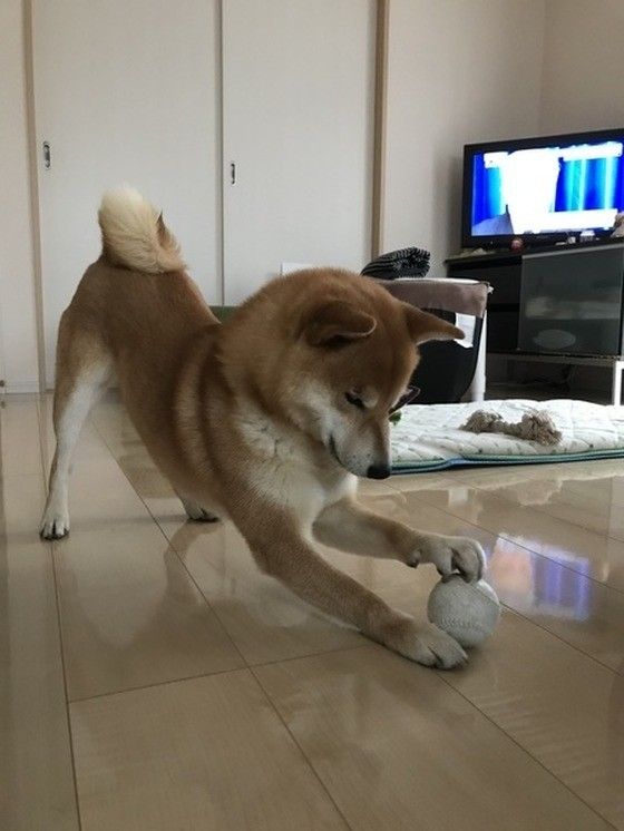 柴犬