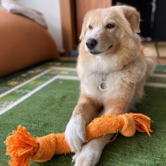 犬の腰痛が起こる原因 急性の腰痛と椎間板ヘルニアは何が違うの?