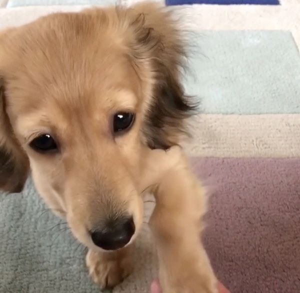 お手をしたいカニーンヘン・ダックスフンド