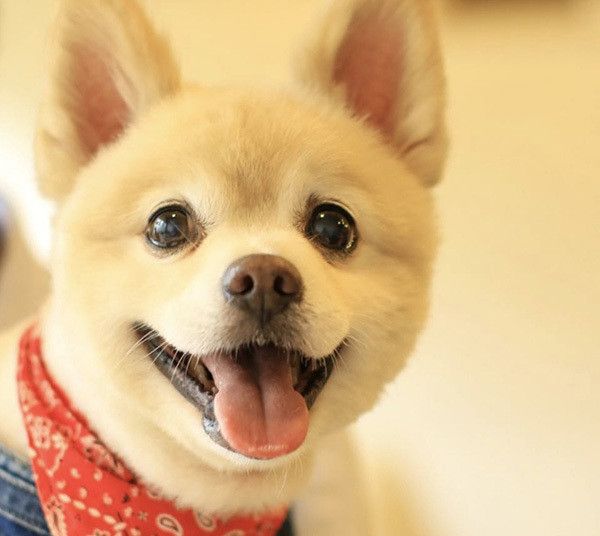 見つめるポメラニアン