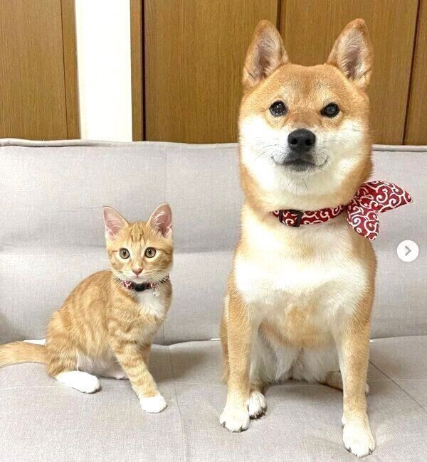 見つめるぷくちゃん、りんくん