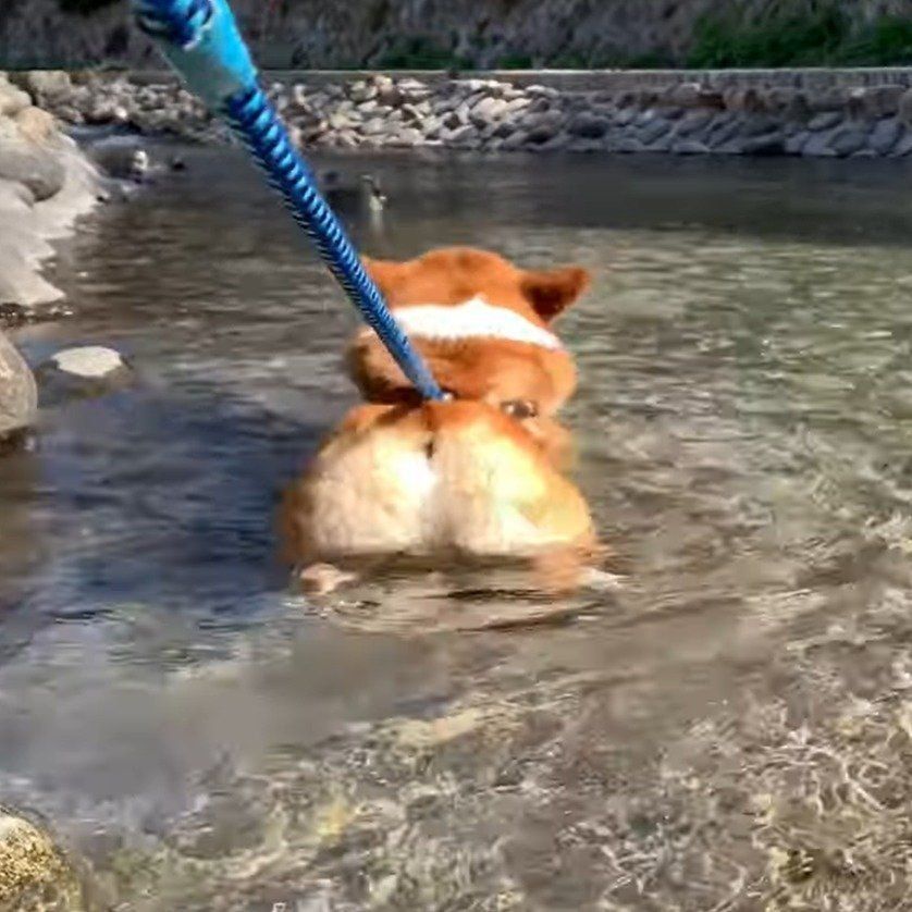 お尻が浮いているコナン君