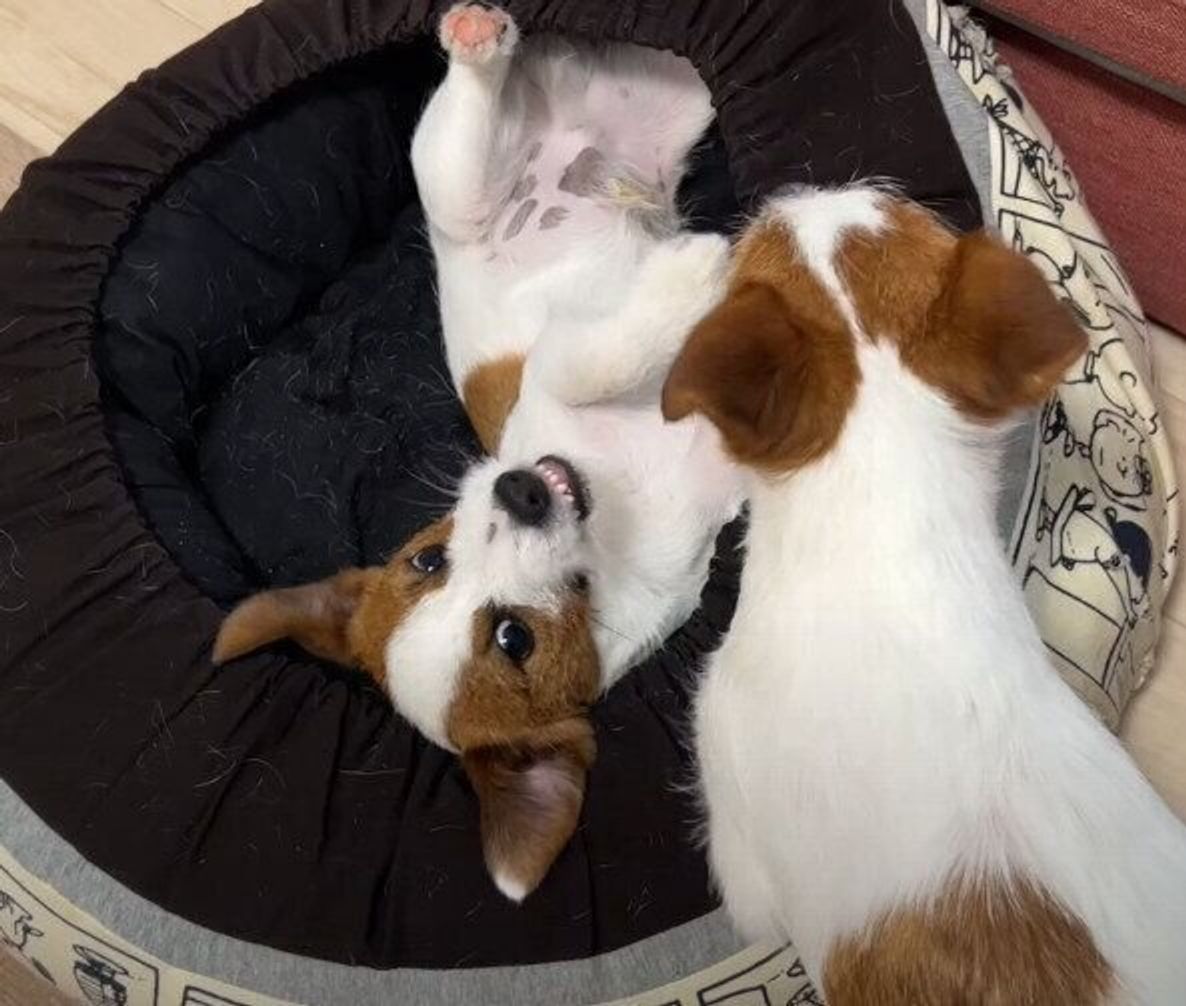 弟犬にかまってほしい ちょっかいをかける兄犬と マイペースにかわす弟犬 いぬのきもちweb Magazine 弟犬にかまってほしい ちょっかいをかける兄犬と マイペースにかわす弟犬 いぬのきもちweb Magazine