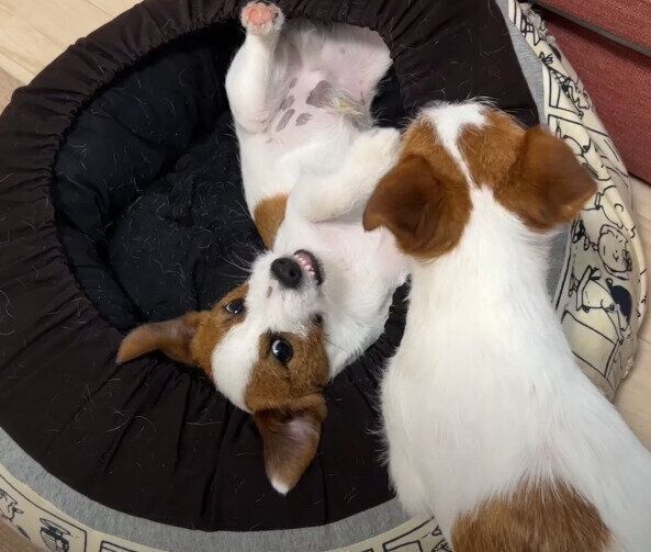 お兄ちゃん犬に怒るジャック・ラッセル・テリアのうずくん