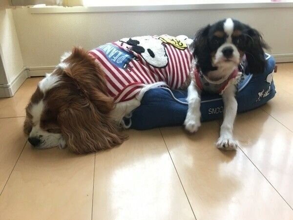 獣医師監修 メス犬の生理 ヒート はいつから 期間中の過ごし方や散歩時の注意 いぬのきもちweb Magazine 獣医師監修 メス犬の生理 ヒート はいつから 期間中の過ごし方や散歩時の注意 いぬのきもちweb Magazine