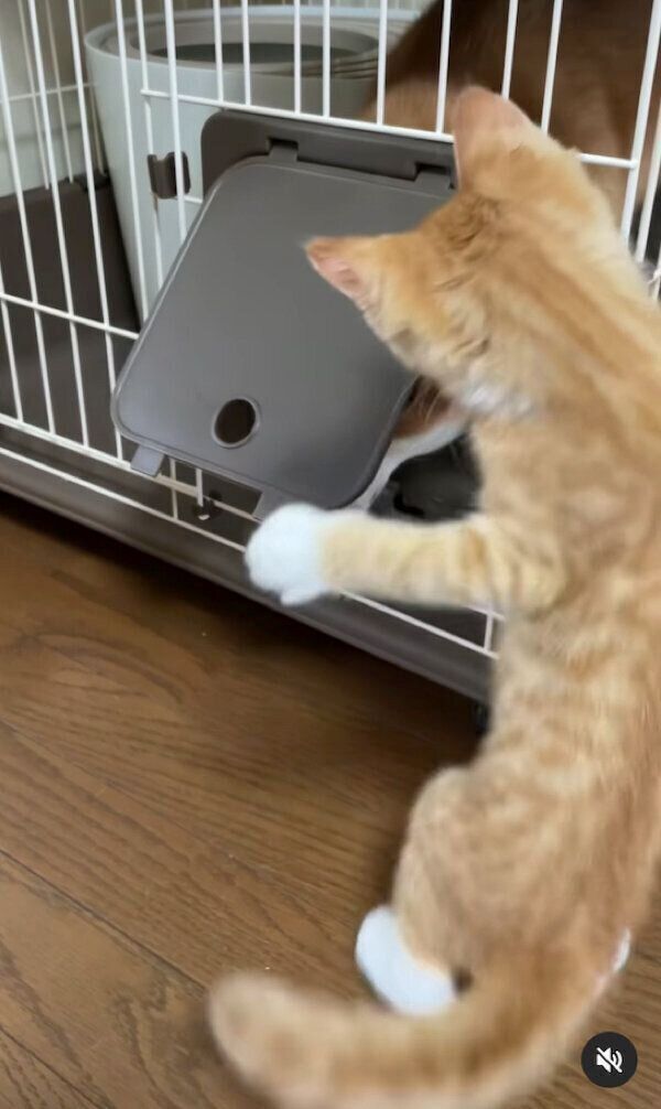 子猫のりんくんのお家を訪問するぷくちゃん