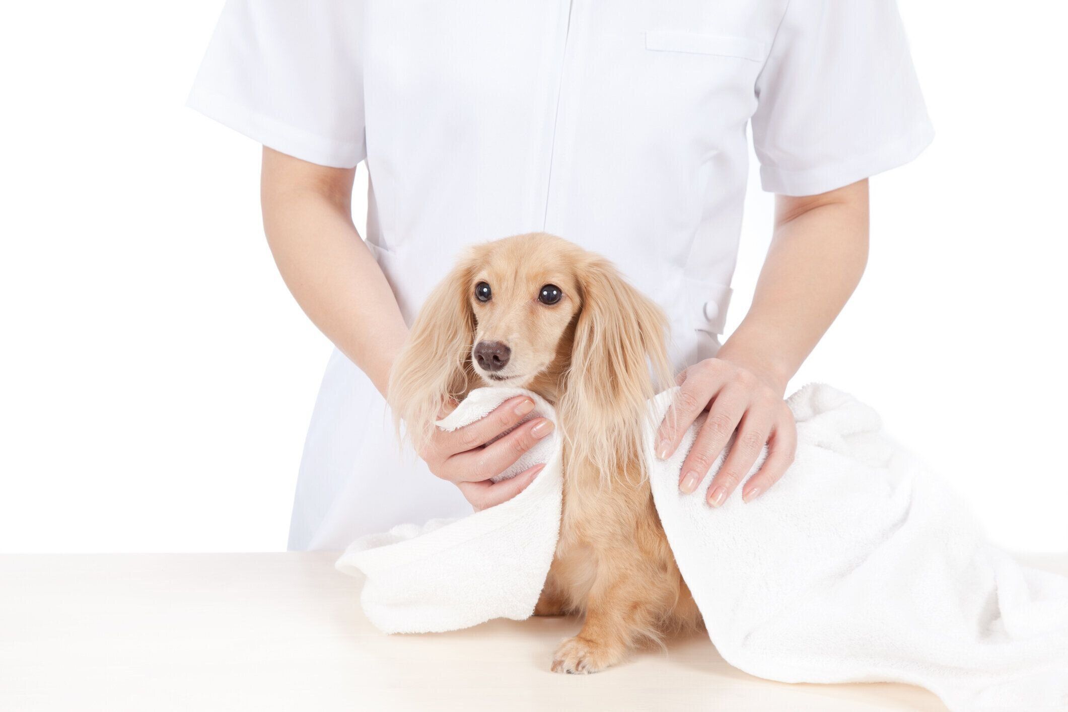 おうちシャンプーのあとのミニチュア・ダックスフンド