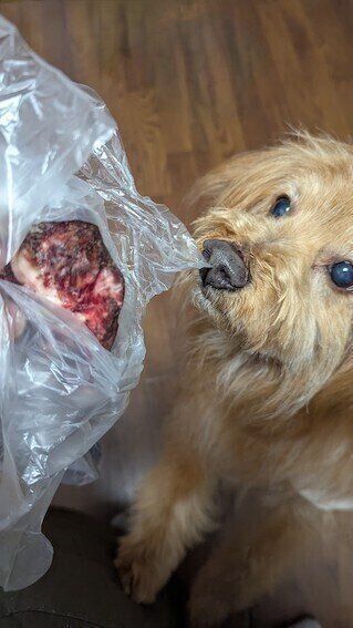 拾い食いしかけた肉の塊の写真