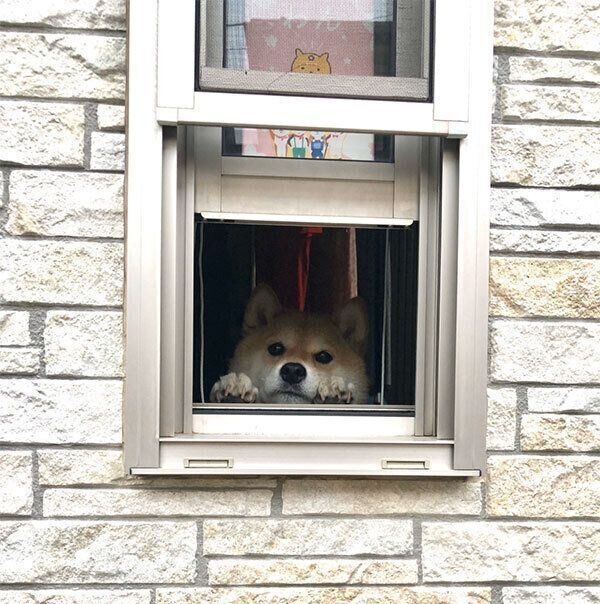 窓から見つめるハナちゃん