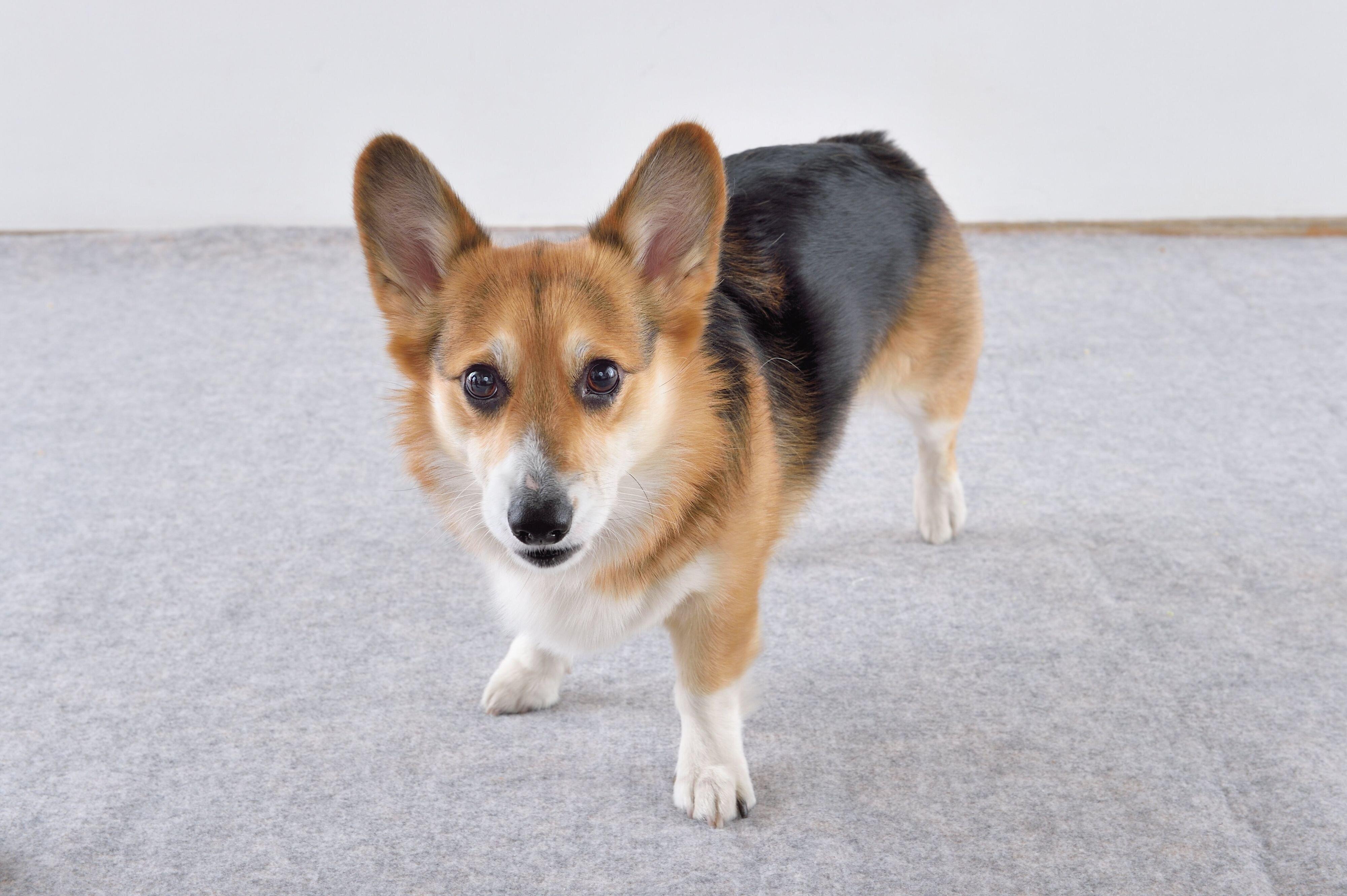 情熱系タイプの犬種って？