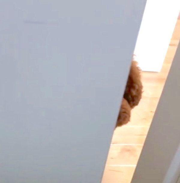 ドアの隙間から覗き込むトイ・プードル