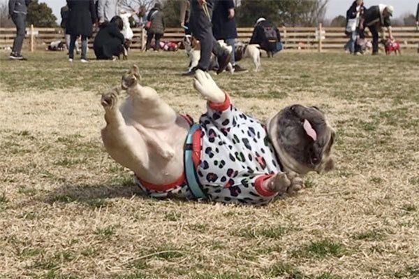 アクロバティックなフレンチ・ブルドッグ