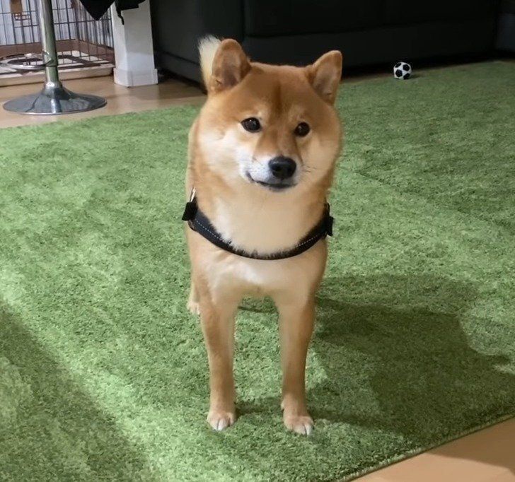 散歩に行きたい犬