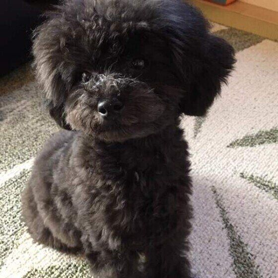 トイ・プードルのこころちゃん