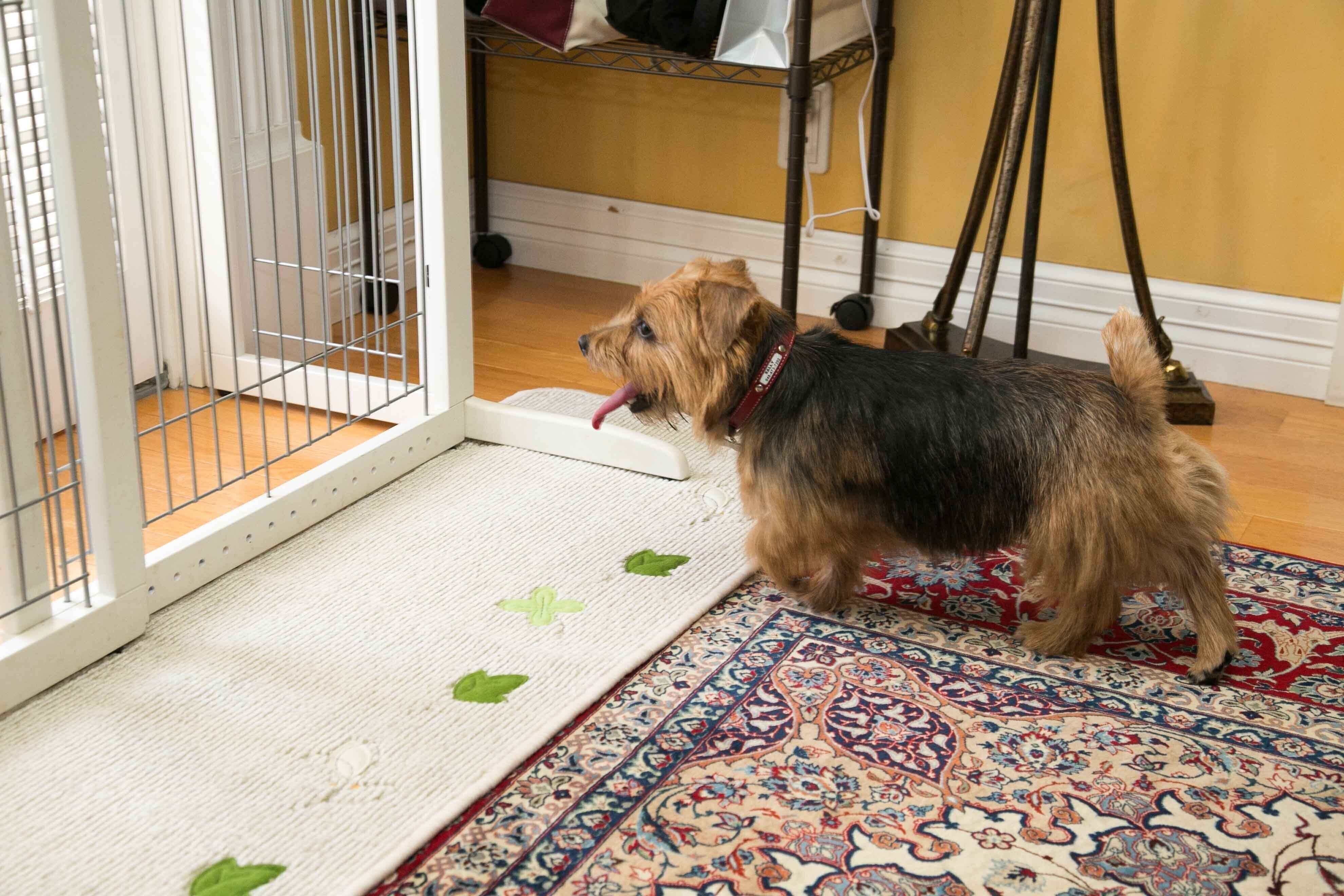 成犬からでも困りごとは直せます！