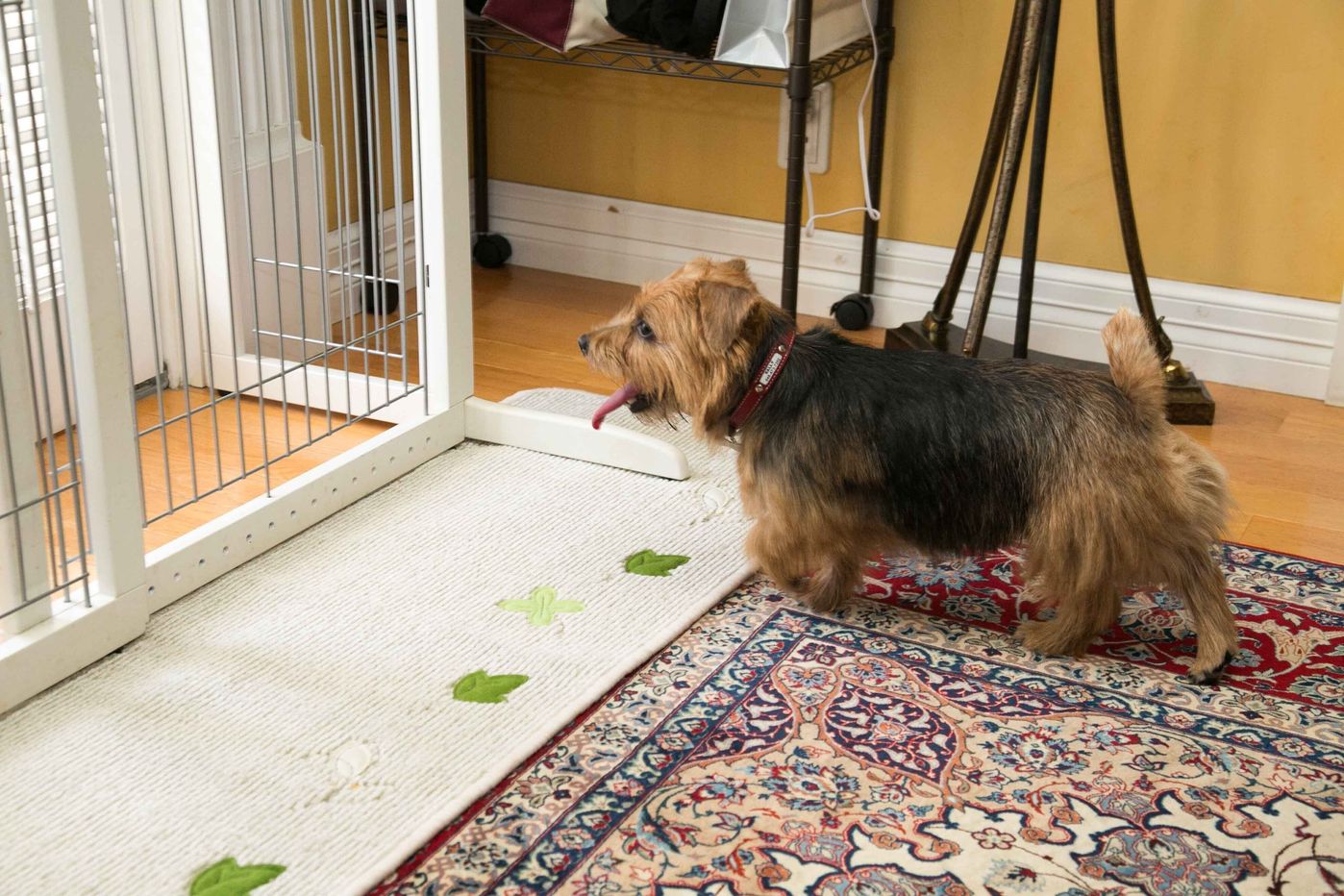 7才を過ぎてもできる プロが伝えるシニア期からの吠え 噛みグセ対処法 いぬのきもちweb Magazine 7才を過ぎてもできる プロが伝えるシニア期からの吠え 噛みグセ対処法 いぬのきもちweb Magazine