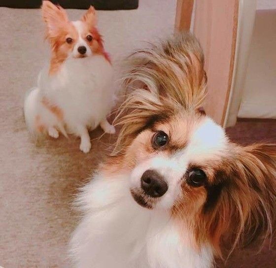 見つめるパピヨン