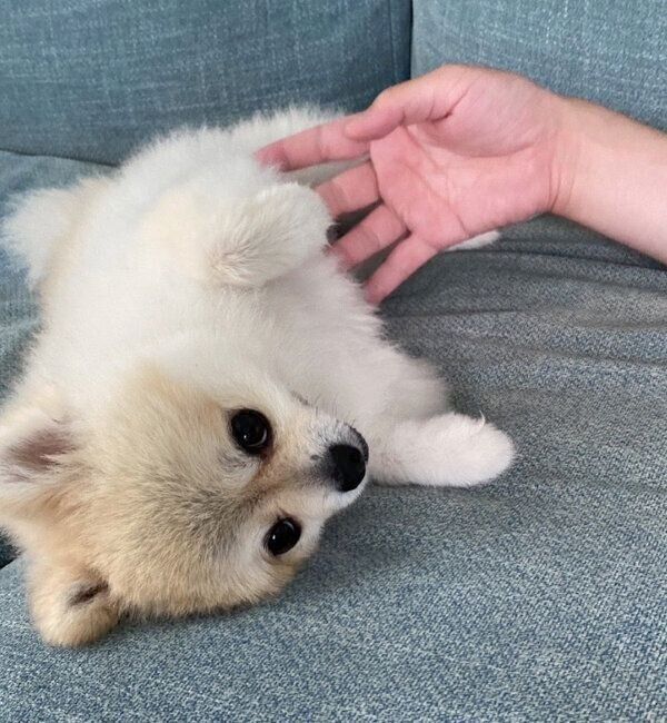 寝転がるゴン太くん