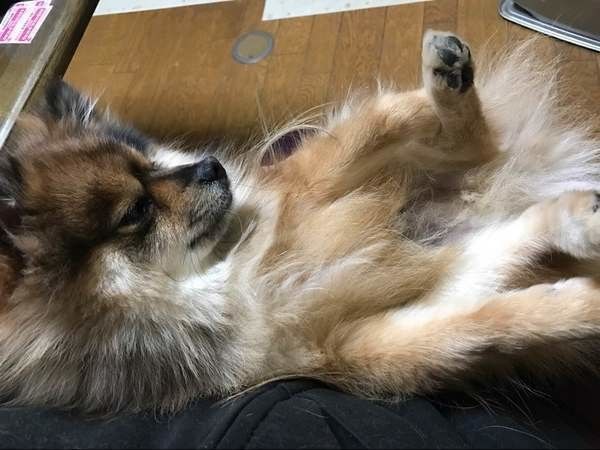 膝の上でだっこされるポメラニアン
