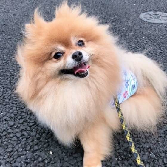 ポメラニアン