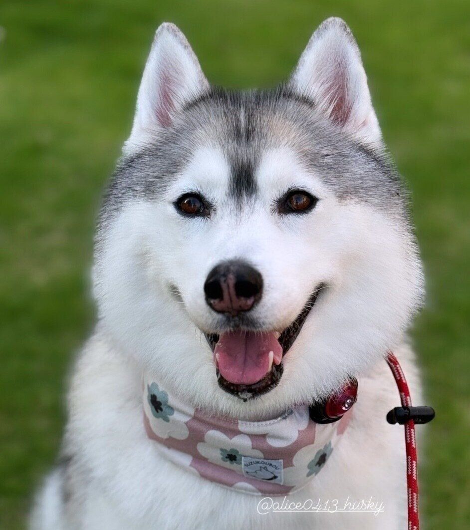 笑顔が可愛いアリスちゃん