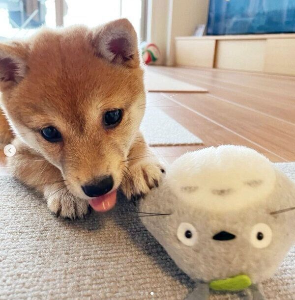 おもちゃで遊ぶアジちゃん