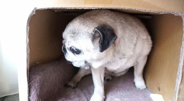 意地を張るパグ