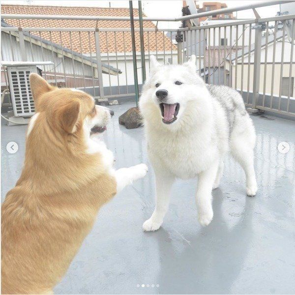 じゃれるシベリアン・ハスキーとコーギー