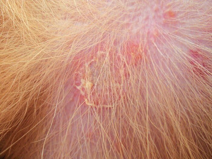 膿皮症の症例写真