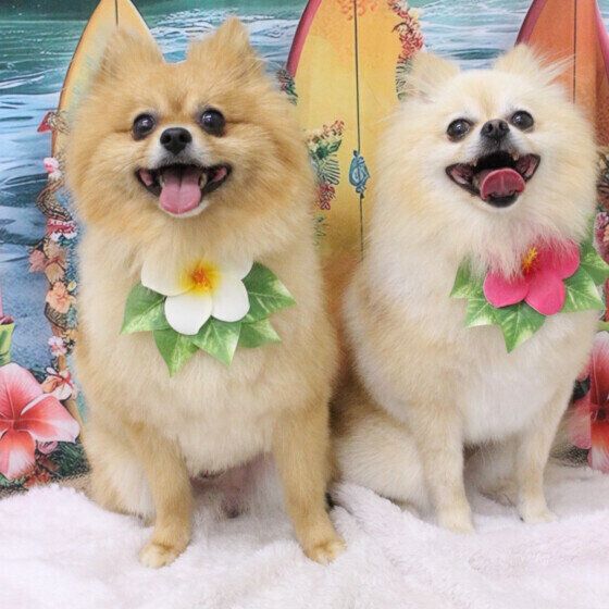 ポメラニアンのおこめくん