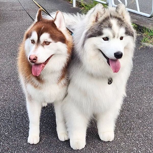 散歩をするグーテくん、バンデくん