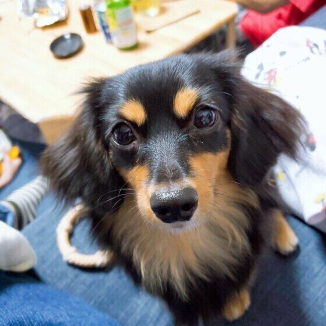犬には好きな色や嫌いな色があるの 犬が見ている色の世界とは いぬのきもちweb Magazine 犬には好きな色や嫌いな色があるの 犬が見ている色の世界とは いぬのきもちweb Magazine