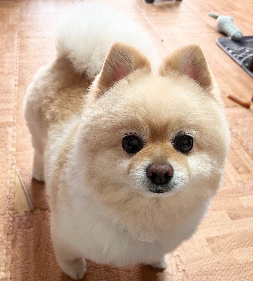 家の中で「抱っこして」というように近づいてきた颯太くん