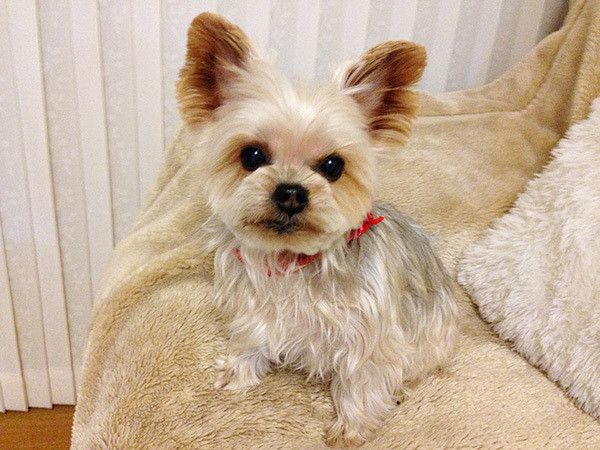 見つめるヨークシャー・テリア