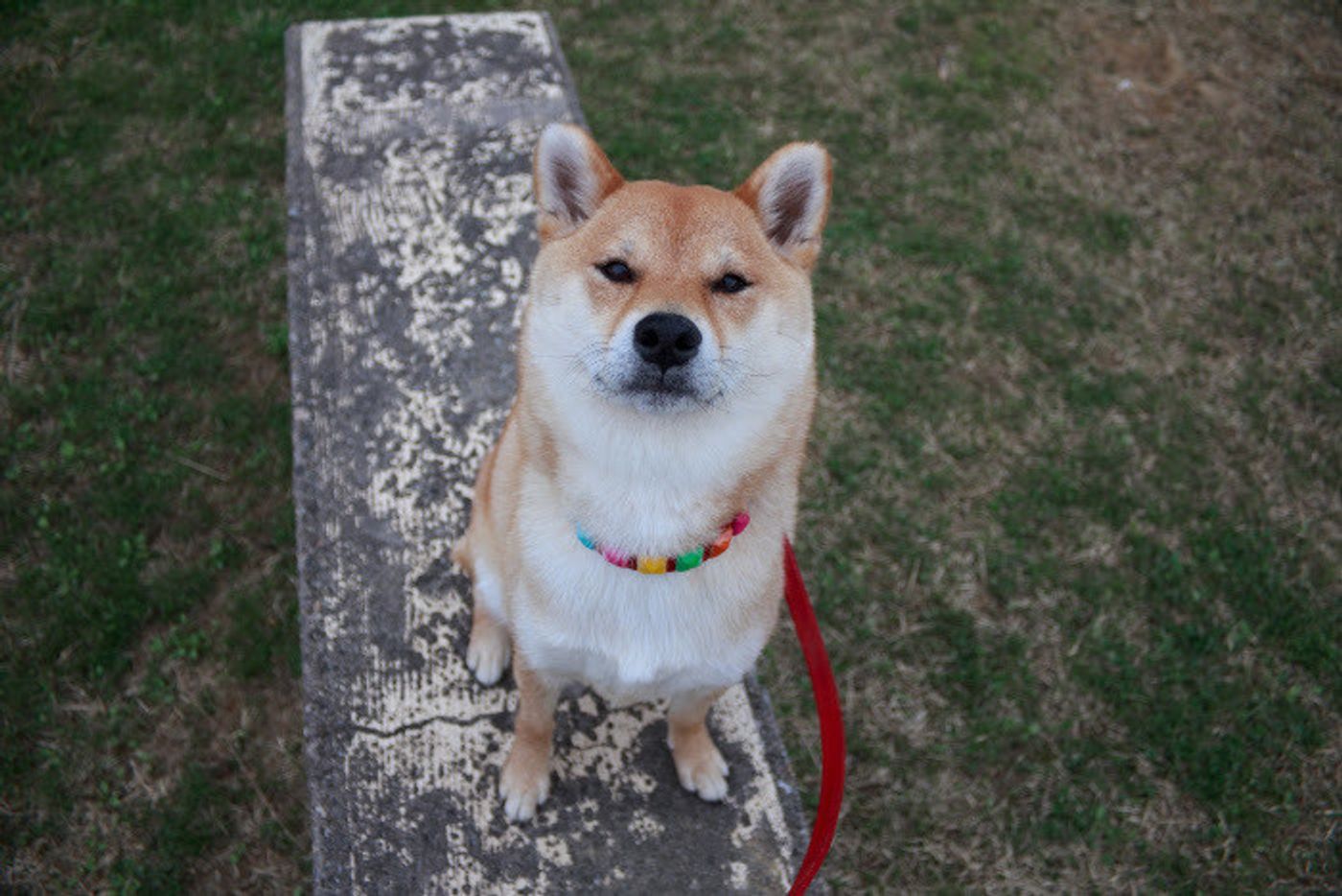 マロたん7歳の誕生日パーティーでパプニング マロたんにも仔犬時代があったなんて いぬのきもちweb Magazine マロたん7歳の誕生日パーティーでパプニング マロたんにも仔犬時代があったなんて いぬのきもちweb Magazine