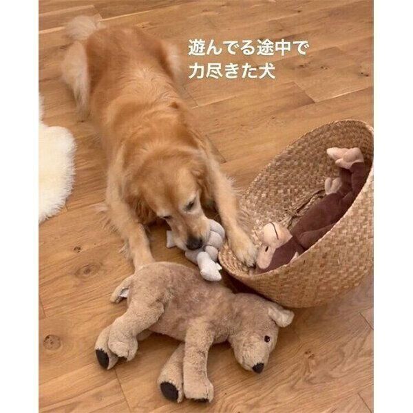 遊んでいる途中に力尽きてしまったハルちゃん