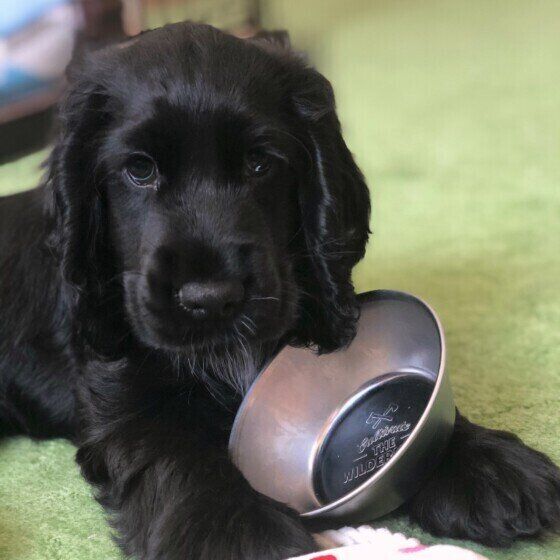 イングリッシュ コッカー スパニエルの特徴と性格 飼い方 価格相場など 犬図鑑 いぬのきもちweb Magazine