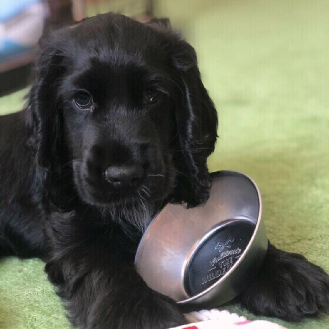 イングリッシュ コッカー スパニエルの特徴 性格 最新価格と飼い方 いぬのきもち 犬図鑑 いぬのきもちweb Magazine イングリッシュ コッカー スパニエルの特徴 性格 最新価格と飼い方 いぬのきもち 犬図鑑 いぬのきもちweb Magazine