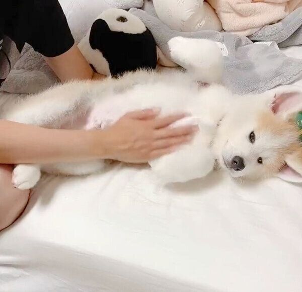 おなかを出すしおんくん