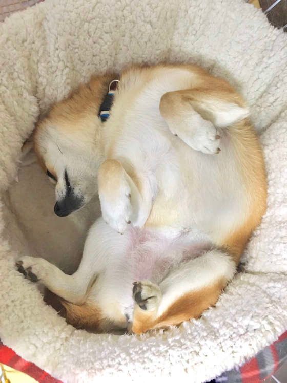 柴犬のゆずちゃん