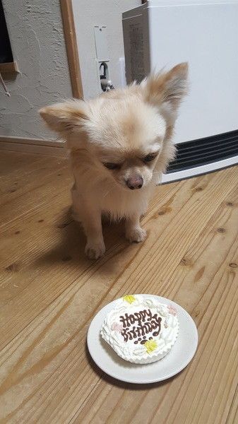 ゆずまる　チワワ