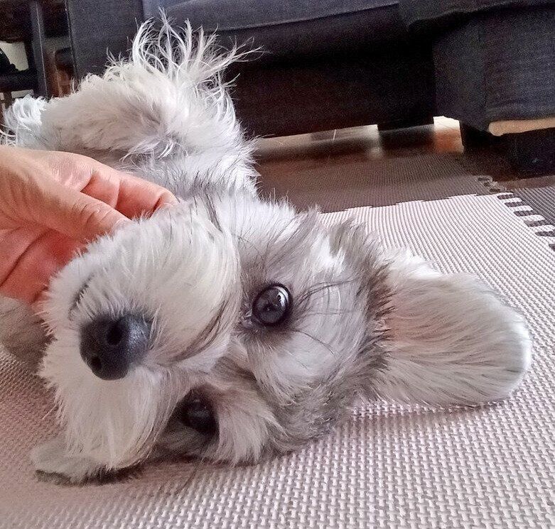 別の日のペレくん3