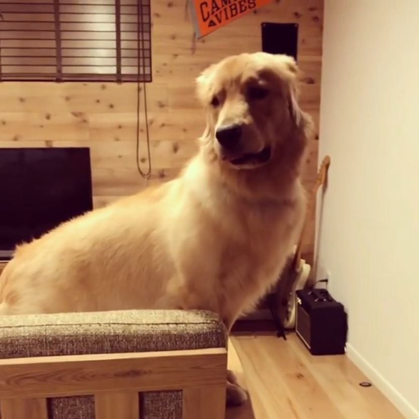 耳を閉じるゴールデン・レトリーバー