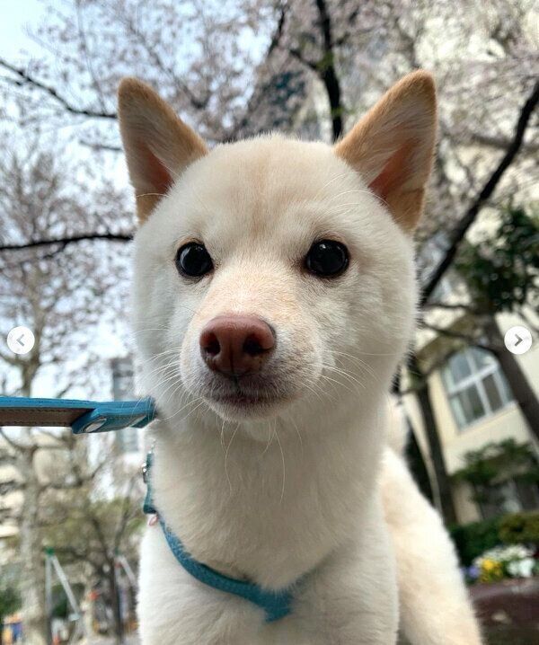 散歩を楽しむボスくん