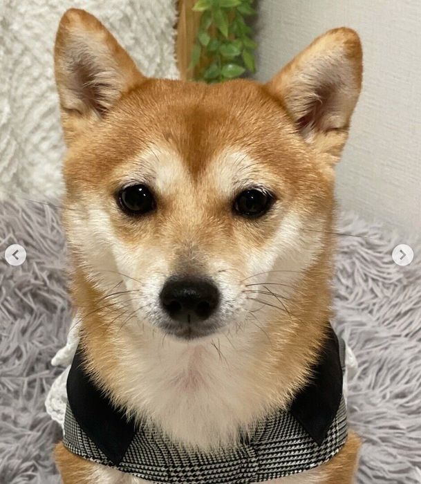 見つめることりちゃん